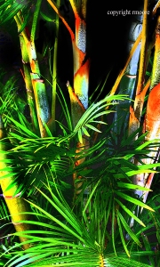 palmtreesjpg